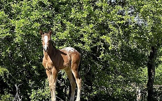 Bay Appaloosa Colt Horse Appaloosas for Gainesville, TX