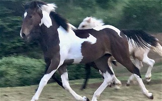 Thoroughbred Tobiano Clydesdale Filly Clydesdale for Camp Sherman, OR