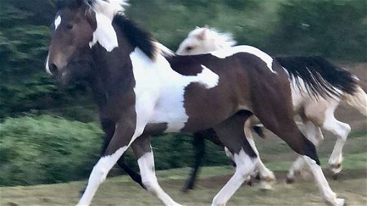 Thoroughbred Tobiano Clydesdale Filly