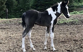 Black Draft Colt Sport Horse With Flash Draft for Camp Sherman, OR