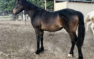 Clydesdale Thoroughbred Cross Bay Draft Filly Draft for Camp Sherman, OR