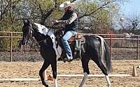 Under Saddle - Legacy Black Pinto Colt Pintos for Terrell, TX