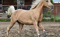 Gorgeous Palomino Half Arabian Filly Arabian for Terrell, TX