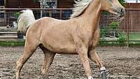 Gorgeous Palomino Half Arabian Filly