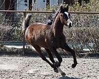 National Quality Black Arabian Colt