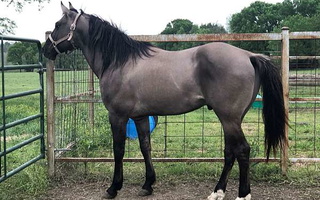 A Homo Grulla Quarter Horse Stallion Quarter for Greenville, TX