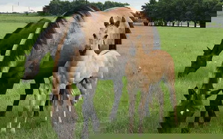 Great Grulla Quarter Horse Broodmare Quarter for Greenville, TX