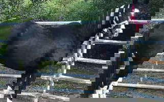 B/W Mare Bred Black Paint Broodmare Paints for Greenville, TX