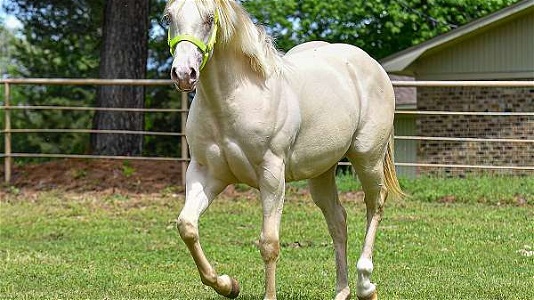 Dynamic Perlino Quarter Horse Filly