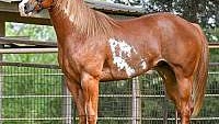 Classy Chestnut Overo Paint Stallion