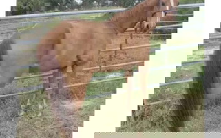 10 yo 15 HH Dun Ranch Quarter Horse Gelding Quarter for Bulverde, TX
