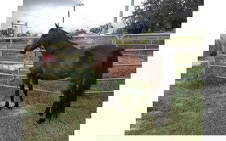12 yo 14.3 HH Dark Brown Quarter Horse Gelding Quarter for Bulverde, TX