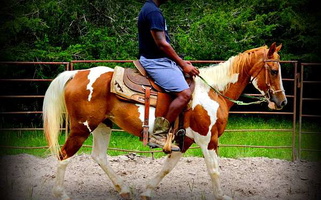 Love Beginner Sorrel Paint Mare Paints for Trinity, TX