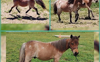 Super Cute Bay Roan Miniature Colt Miniatures for Maryville, TN