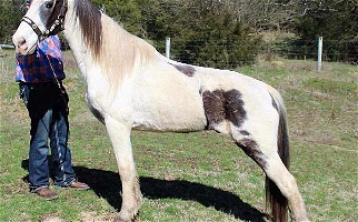 Lefty Good Trail Horse Spotted Saddle Gelding Saddlebred for Fayetteville, TN