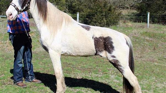 Lefty Good Trail Horse Spotted Saddle Gelding