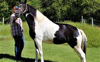 Spotted Saddle Horse Trail Horse Mare Saddlebred for Fayetteville, TN