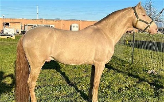2012 Andalusian PRE Perlino Andalusian Stallion Andalusian for Los Angeles, CA