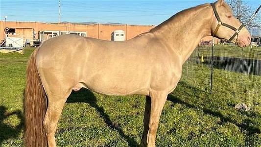2012 Andalusian PRE Perlino Andalusian Stallion