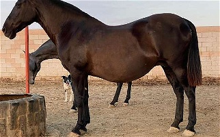 PRE ANCCE Revised Black Andalusian Mare Andalusian for Los Angeles, CA
