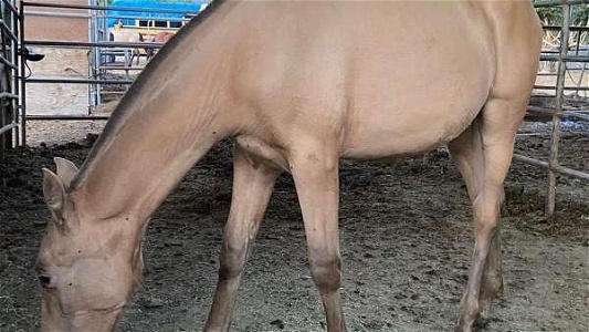 2022 PRE ANCCE Isabelo Andalusian Filly