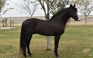 Black PRE ANCCE Andalusian Stallion Andalusian for Los Angeles, CA