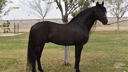 Black PRE ANCCE Andalusian Stallion