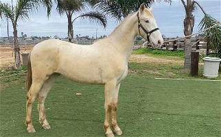 2021 Perlino PRE ANCCE Andalusian Colt Andalusian for Los Angeles, CA