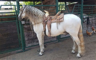 Pure Spanish Grey Andalusian Stallion Horse Andalusian for Los Angeles, CA