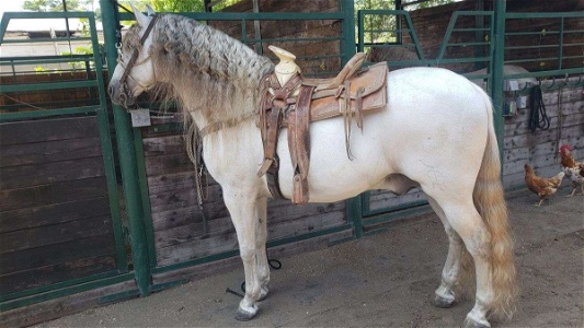 Pure Spanish Grey Andalusian Stallion Horse