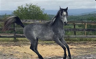 Straight Egyptian Grey Arabian Colt Arabian for West Babylon, NY
