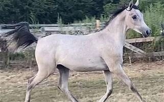 Beautiful Straight Egyptian Arabian Colt Arabian for West Babylon, NY