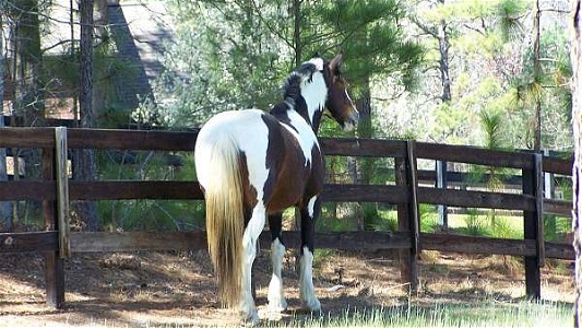 Stunning Spotted Tobiano Other Mare Draft Trail Horse