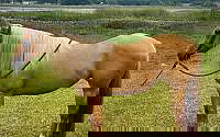 She Has It All the Looks Palomino Quarter Horse Mare Quarter for Clermont, FL