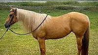 She Has It All the Looks Palomino Quarter Horse Mare