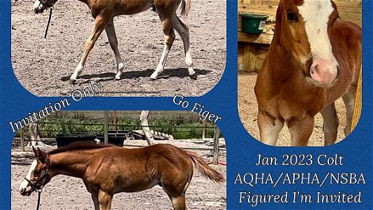 AQHA/APHA Figured Chestnut Quarter Horse Colt