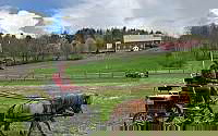 Fabulous Pair Sorrel Miniature Gelding Miniatures for Rutland, VT