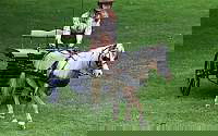 Stunning Chestnut Miniature Driving Gelding Miniatures for Poplar Grove, IL