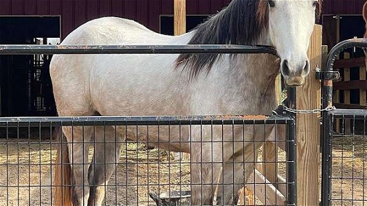 Gorgeous Stout Gray Trail Racking Mare Horse