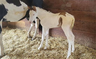 2023 Lopin Lazy Bay Overo Paint Filly Paints for Arkansaw, WI