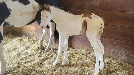 2023 Lopin Lazy Bay Overo Paint Filly