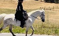 Fabulous Grey Tennessee Mare Walking Horse Tennessee Walking Horse for Thousand Oaks, CA