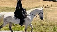 Fabulous Grey Tennessee Mare Walking Horse