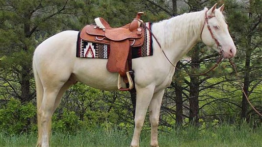 Kind, Gentle Cremello Quarter Horse Stallion