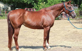 Ranch Broke Solid Built Beginner Safe Sorrel Quarter Horse Mare Quarter for Magnolia, TX