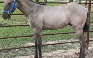 Double Homozygous Grulla Quarter Horse Colt Quarter for Terrell, TX