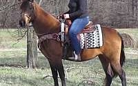 Gorgeous, Beginner, Timid Rider Buckskin Tennessee Walking Mare Tennessee Walking Horse for Morrison, TN