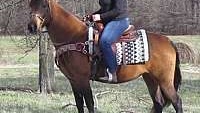 Gorgeous, Beginner, Timid Rider Buckskin Tennessee Walking Mare