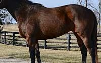 Proven Show Horse Bay Thoroughbred Mare Thoroughbred for Lexington, KY