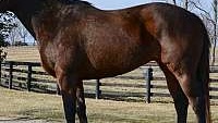 Proven Show Horse Bay Thoroughbred Mare